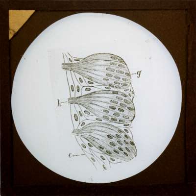Lantern Slide: Diagram of cell structure