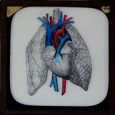 Lantern Slide: Heart and Lungs (exterior)