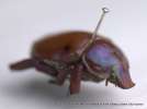 insect: beetle