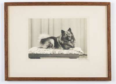 Photograph of Czigane, Canis lupus familiaris L.: domesticated dog: Siberian sledge dog
