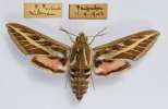 insect: moth