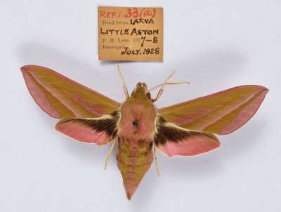 SPHINGIDAE: Deilephila elpenor (Linnaeus, 1758): elephant hawk-moth
