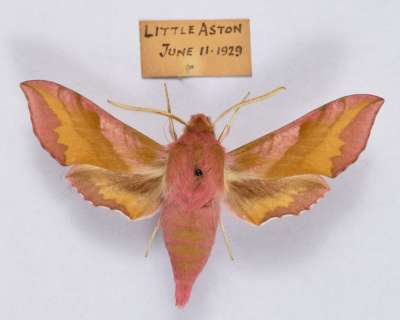 SPHINGIDAE: Deilephila porcellus (Linnaeus, 1758): small elephant hawk-moth