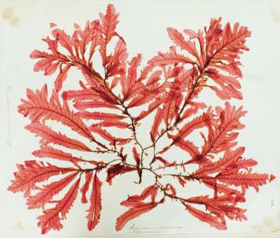 DELESSERIACEAE: Phycodrys rubens (Linnaeus) Batters: sea oak