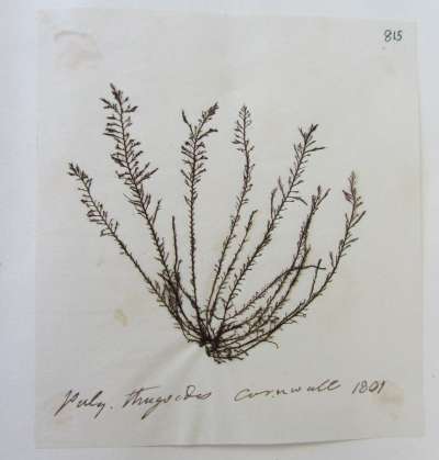 Boergeseniella thuyoides (Harvey) Kylin: RHODOMELACEAE: tufted conifer-weed