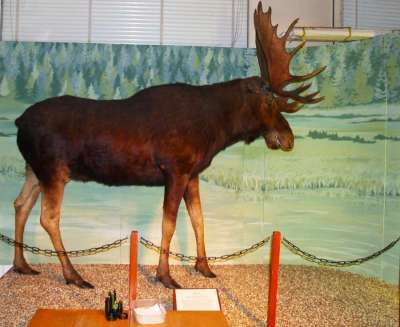 CERVIDAE: Alces alces (Linnaeus): elk or moose