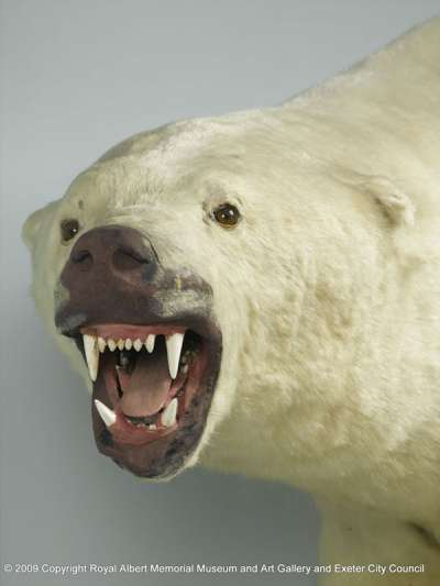 URSIDAE: Ursus maritimus (Phipps,1774): polar bear