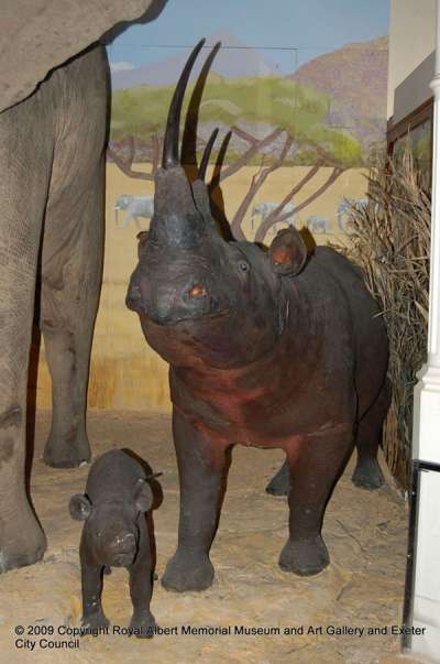 RHINOCEROTIDAE: Diceros bicornis (Linnaeus): black rhinoceros