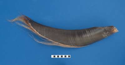 BALAENOPTERIDAE: Balaenoptera musculus (Linnaeus): blue whale