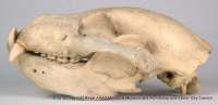 mammal: skull