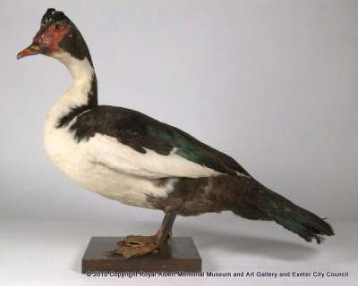 ANATIDAE: Cairina moschata (Linnaeus): muscovy duck