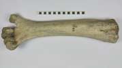 fossil: bird, moa, lower-leg bone: sub-fossil