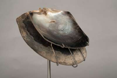 shell clapper (tete) for the costume of the chief mourner (heva tupapa’u)