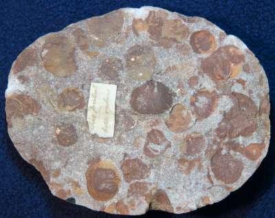 miscellaneous, fossiliferous pebble