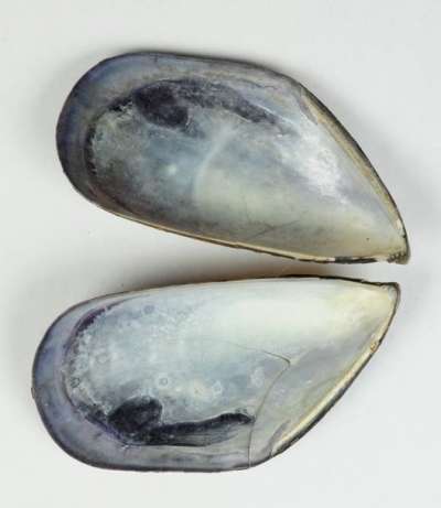MYTILIDAE; Mytilus galloprovincialis: mussel