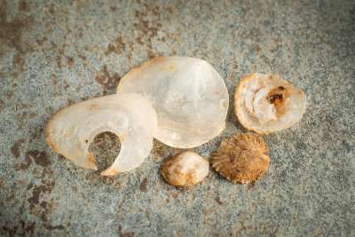 ANOMIIDAE: Anomia ephippium [Linn]: saddle oyster