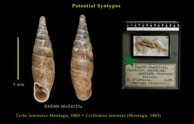 CLAUSILIIDAE: Cochlodina laminata (Montagu, 1803): plaited door-snail