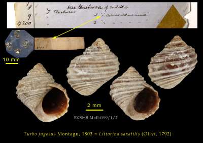 LITTORINIDAE: Littorina saxatilis (Olivi, 1792): rough periwinkle
