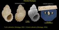 mollusc: shell