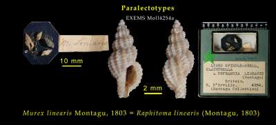 RAPHITOMIDAE: Raphitoma linearis (Montagu, 1803)