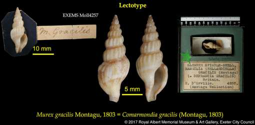 Shell, Comarmondia gracilis