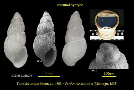 Shell, Parthenina decussata