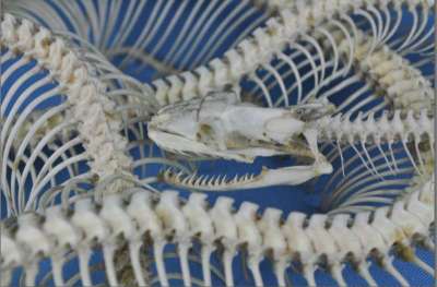 Python sp.: articulated skeleton; snake