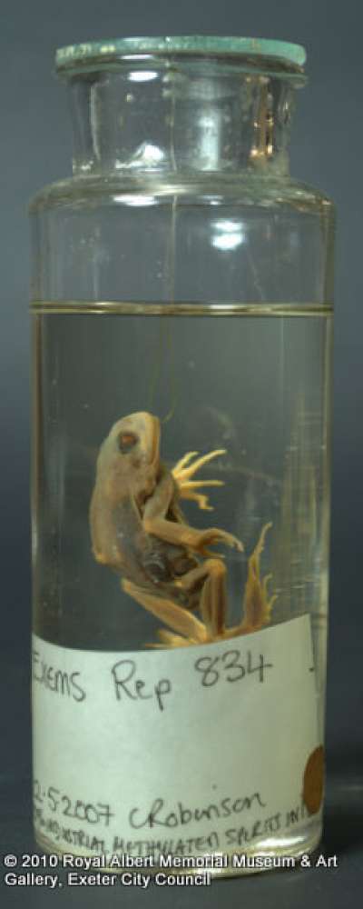 LEPTODACTYLIDAE: Pleurodema bibroni Tschudi, 1838: four-eyed frog